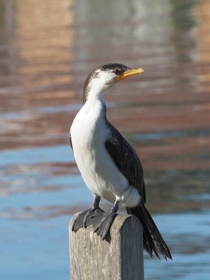 Douglas Riverside Port Fairy Esterno foto